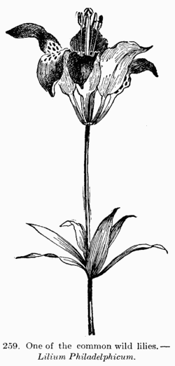 [Illustration: Fig. 259. One of the common wild lilies.--_Lilium
Philadelphicum_.]