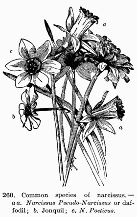 [Illustration: Fig. 260. Common species of narcissus.--_a a. Narcissus
Pseudo-Narcissus_ or daffodil; _b._ Jonquil; _c. N. Pœticus_.]