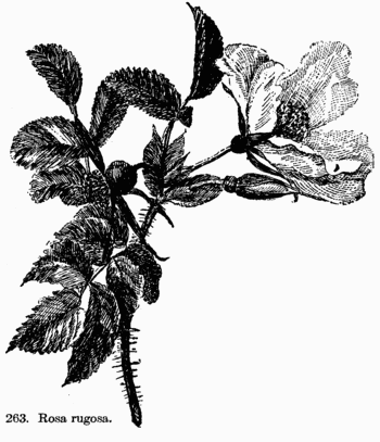[Illustration: Fig. 263. Rosa rugosa.]