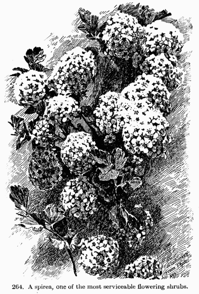 [Illustration: Fig. 264. A spirea, one of he
most servicable flowering shrubs.]