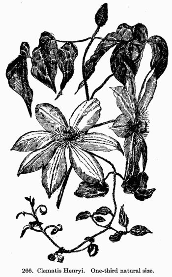 [Illustration: Fig. 266. Clematis Henryi.
One-third natural size.]