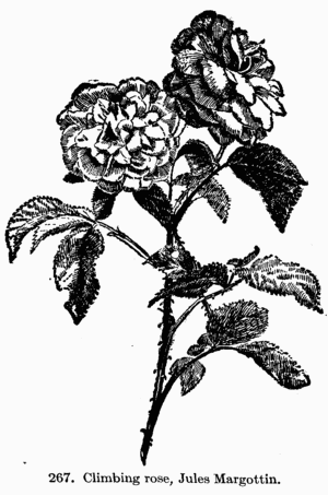 [Illustration: 267. Climbing rose, Jules
Margottin.]