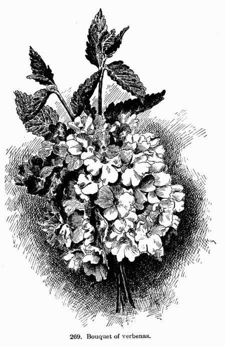 [Illustration: Fig. 269. Bouquet of verbenas.]