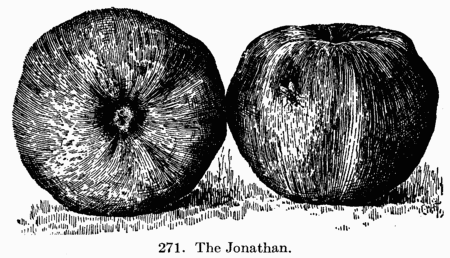 [Illustration: Fig. 271. The Jonathan.]