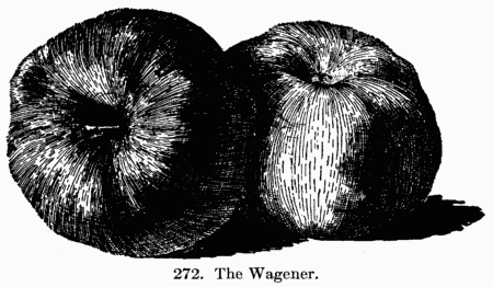 [Illustration: Fig. 272. The Wagener.]