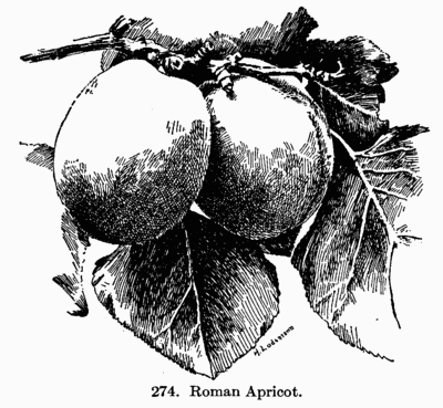[Illustration: Fig. 274. Roman Apricot.]