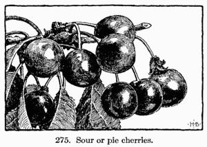 [Illustration: Fig. 275. Sour or pie cherries.]