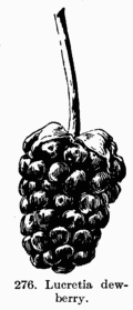 [Illustration: Fig. 276. Lucretia dewberry.]
