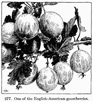 [Illustration: Fig. 277. One of the English-American gooseberries.]