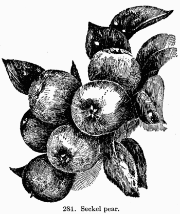 [Illustration: Fig. 281. Seckel pear.]