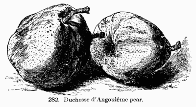 [Illustration Fig. 282. Duchesse d’Angoulême pear.]