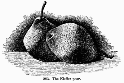 [Illustration Fig. 283. The Kieffer pear.]