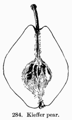 [Illustration: Fig. 284. Kieffer pear.]