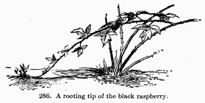 [Illustration: Fig. 286. A rooting tip of the black raspberry.]