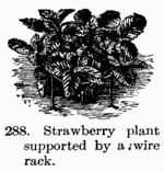 [Illustration: Fig. 288. Strawberry plant
supported by a wire rack.]