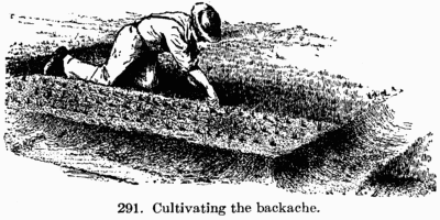 [Illustration: Fig. 291. Cultivating the backache.]