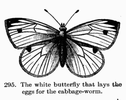 [Illustration: Fig. 295. The white butterfly
that lays the eggs for the cabbage-worm.]