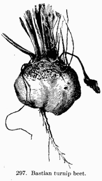 [Illustration: Fig. 297. Bastian turnip beet.]