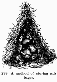 [Illustration: Fig. 299. A method of storing cabbages.]