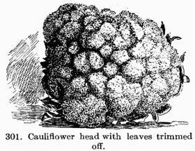 [Illustration: Fig. 301. Cauliflower head
with leaves trimmed off.]
