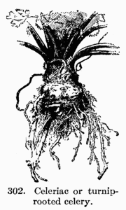[Illustration: Fig. 302. Celeriac or turnip-rooted celery.]