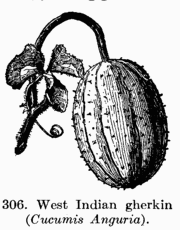 [Illustration: Fig. 306. West Indian gherkin (_Cucumis Anguria_).]