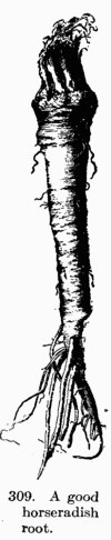 [Illustration: Fig. 309. A good horseradish root.]