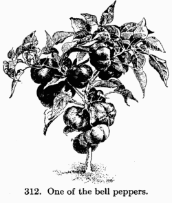 [Illustration: Fig. 312. One of the bell peppers.]