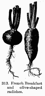 [Illustration: Fig. 313. French Breakfast and olive-shaped radishes.]