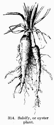 [Illustration: Fig. 314. Salsify, or oyster plant.]