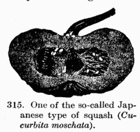 [Illustration: Fig. 315. One of the so-called Japanese type of squash
(_Cucurbita moschata_).]