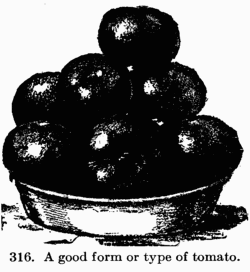[Illustration: 316. A good form or type of tomato.]