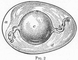 [Illustration: FIG. 2: Internal structure of egg.]