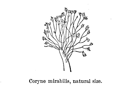 Coryne mirabilis, natural size