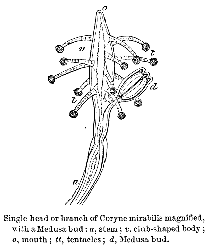 Single head or branch of Coryne mirabilis magnified, with a Medusa bud: a, stem; c, club-shaped body; o, mouth; tt, tentacles; d, Medusa bud.