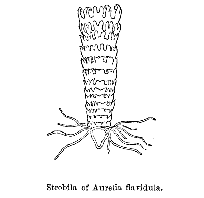 Strobila of Aurelia flavidula.