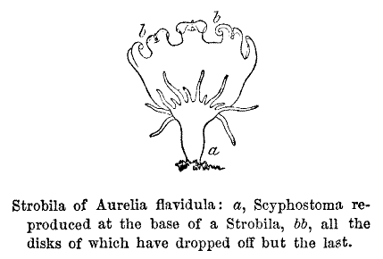 Strobila of Aurelia flavidula: a, Scyphostoma reproduced at the base of a Strobila, bb, all the disks of which have dropped off but the last.