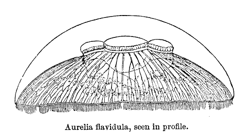 Aurelia flavidula, seen in profile.