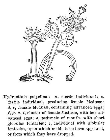 Hydractinia polyclina: a, sterile individual; b, fertile individual, producing female Medusae; d, e, female Medusae, containing advanced eggs; f, g, h, i, Cluster of female Medusas, with less advanced eggs; o, peduncle of month, with short globular tentacles; c, individual with globular tentacles, upon which no Medusae have appeared, or from which they have dropped.